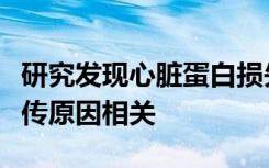 研究发现心脏蛋白损失与心律失常和猝死的遗传原因相关