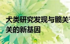 犬类研究发现与髋关节发育不良和骨关节炎相关的新基因