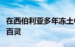 在西伯利亚多年冻土中发现了46000年的有角百灵