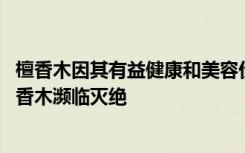 檀香木因其有益健康和美容价值而倍受赞誉 这也是为什么檀香木濒临灭绝