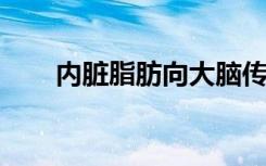 内脏脂肪向大脑传递信号并损害认知