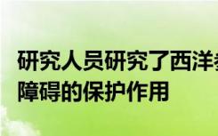 研究人员研究了西洋参和亚洲人参对代谢功能障碍的保护作用