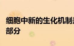 细胞中新的生化机制是抗衰老计划的关键组成部分