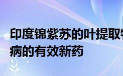 印度锦紫苏的叶提取物可用作抗严重疾病和疾病的有效新药