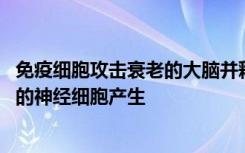 免疫细胞攻击衰老的大脑并释放出一种物质 该物质会阻碍新的神经细胞产生