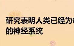 研究表明人类已经为每个听觉半球开发了互补的神经系统