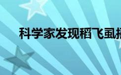 科学家发现稻飞虱摇晃身体以吸引伴侣