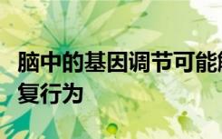 脑中的基因调节可能解释雷特综合征患者的重复行为