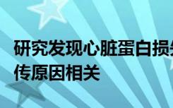 研究发现心脏蛋白损失与心律失常和猝死的遗传原因相关