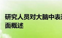 研究人员对大脑中表达的所有蛋白质进行了全面概述