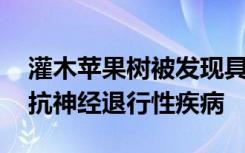 灌木苹果树被发现具有神经保护特性 可用于抗神经退行性疾病