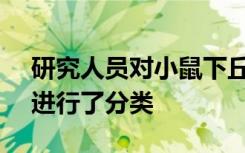 研究人员对小鼠下丘脑的20000多个脑细胞进行了分类