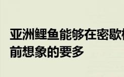 亚洲鲤鱼能够在密歇根湖更大的地区生存比之前想象的要多