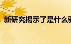 新研究揭示了是什么驱动着人类皮质的发展