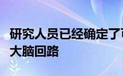 研究人员已经确定了可以调节大鼠情绪记忆的大脑回路