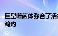 巨型噬菌体弥合了活微生物和病毒机器之间的鸿沟