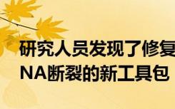 研究人员发现了修复与衰老和MND相关的DNA断裂的新工具包