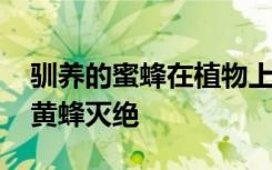 驯养的蜜蜂在植物上传播病毒 以促使野生大黄蜂灭绝