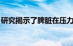 研究揭示了脾脏在压力后长时间焦虑中的作用