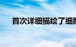 首次详细描绘了细胞中的关键分子机器