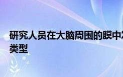 研究人员在大脑周围的膜中发现了一种有影响力的免疫细胞类型