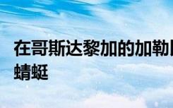 在哥斯达黎加的加勒比山坡上发现了一种新的蜻蜓