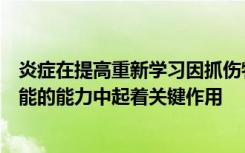 炎症在提高重新学习因抓伤物体等脊髓损伤而丧失的运动技能的能力中起着关键作用