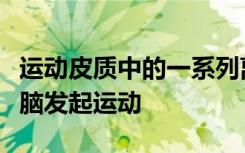 运动皮质中的一系列离合器如何帮助我们的大脑发起运动