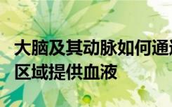 大脑及其动脉如何通过交流为神经活动增强的区域提供血液