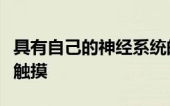 具有自己的神经系统的生物工程机械手将感知触摸