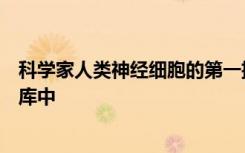 科学家人类神经细胞的第一批数据添加到艾伦细胞类型数据库中