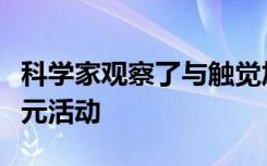 科学家观察了与触觉加工相关的大脑区域神经元活动