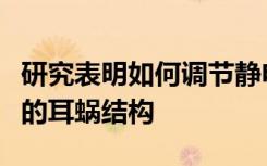 研究表明如何调节静电相互作用以控制涡旋状的耳蜗结构