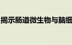 揭示肠道微生物与脑细胞之间沟通的分子过程