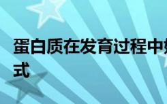 蛋白质在发育过程中如何影响干细胞命运的方式