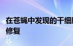 在苍蝇中发现的干细胞将有助于人类进行神经修复