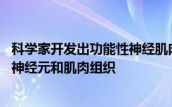 科学家开发出功能性神经肌肉类器官 它们可以自组织成脊髓神经元和肌肉组织