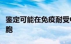 鉴定可能在免疫耐受中起重要作用的淋巴结细胞