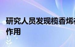 研究人员发现榄香烯在胰腺癌体内外的抗肿瘤作用