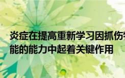 炎症在提高重新学习因抓伤物体等脊髓损伤而丧失的运动技能的能力中起着关键作用