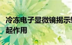 冷冻电子显微镜揭示转运蛋白如何非常有效地起作用