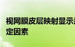 视网膜皮层映射显示是皮层组织地形的主要决定因素