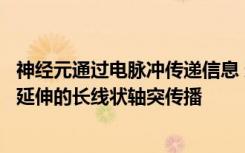 神经元通过电脉冲传递信息 这些冲动沿着从神经元中央身体延伸的长线状轴突传播