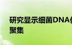 研究显示细菌DNA促进tau蛋白错误折叠和聚集