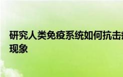 研究人类免疫系统如何抗击疟疾的科学家发现了一种罕见的现象