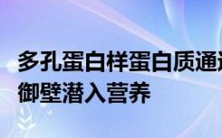 多孔蛋白样蛋白质通过结核分枝杆菌的蜡质防御壁潜入营养