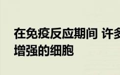 在免疫反应期间 许多免疫细胞会成长为功能增强的细胞