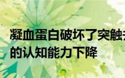 凝血蛋白破坏了突触并导致阿尔茨海默病模型的认知能力下降