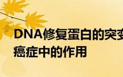 DNA修复蛋白的突变形式可能阐明其在预防癌症中的作用