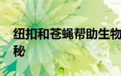 纽扣和苍蝇帮助生物学家解决长期DNA的奥秘